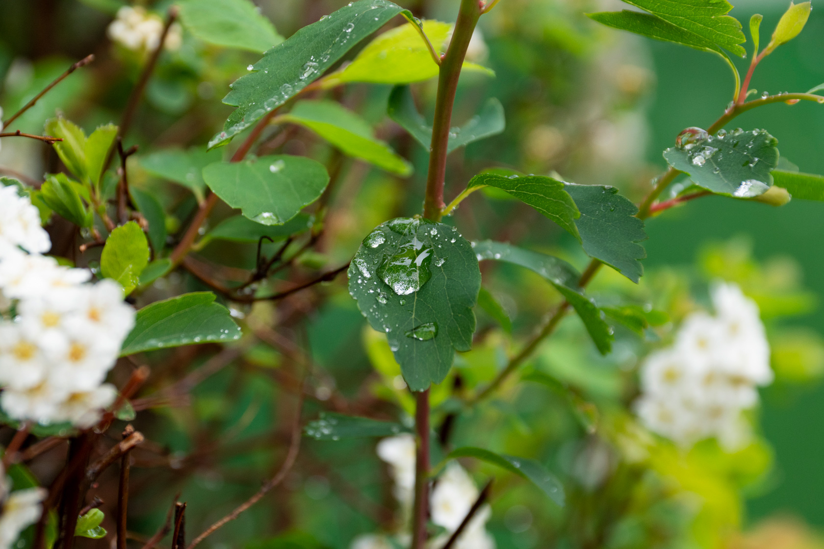 Neue Richtlinien zu Regenwasser. Foto: echt Ideen leben.